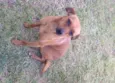 Bilu