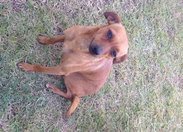 Cachorro ra a SRD idade 4 anos nome Bilu