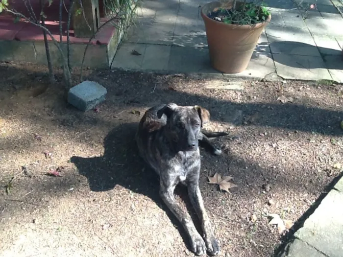 Cachorro ra a Srd idade 1 ano nome Atom