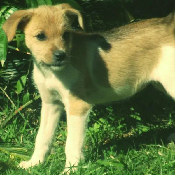 Cachorro ra a SRD idade 2 a 6 meses nome Peppita