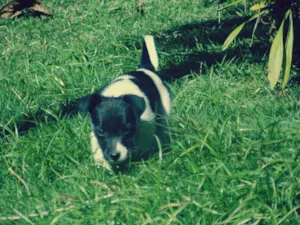 Cachorro raça SRD idade 2 a 6 meses nome Lilli