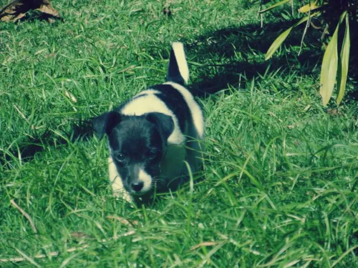 Cachorro ra a SRD idade 2 a 6 meses nome Lilli