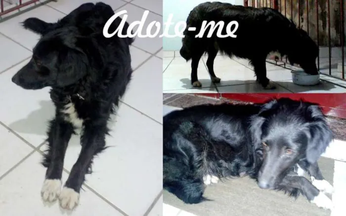 Cachorro ra a não definida idade 2 anos nome Amora
