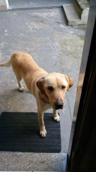 Cachorro ra a Labrador idade 4 anos nome desconhecido