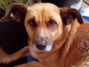 Cachorro raça SRD idade 6 ou mais anos nome Bob