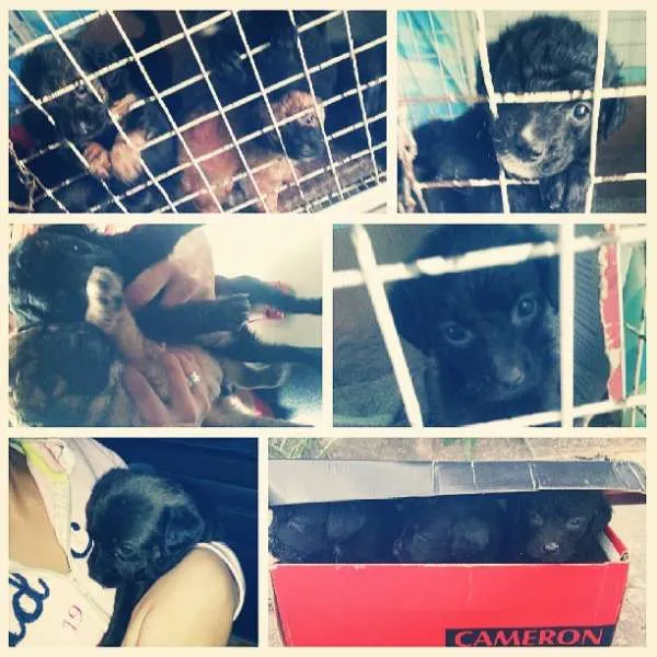 Cachorro raça Vira lata idade Abaixo de 2 meses nome Vários