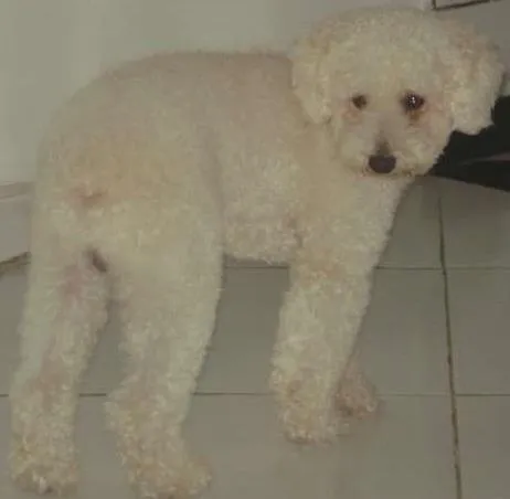 Cachorro ra a Poodle idade 2 anos nome BOB