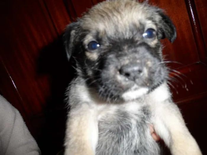 Cachorro ra a mistudas  idade Abaixo de 2 meses nome sem nome ainda
