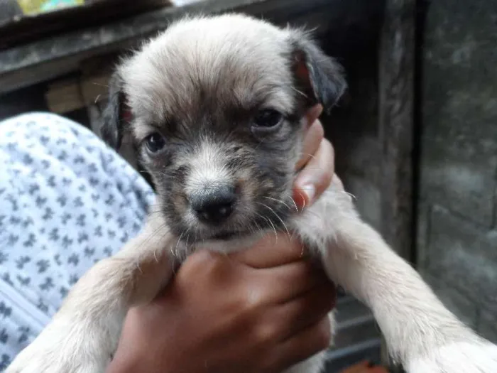 Cachorro ra a mistudas  idade Abaixo de 2 meses nome sem nome ainda