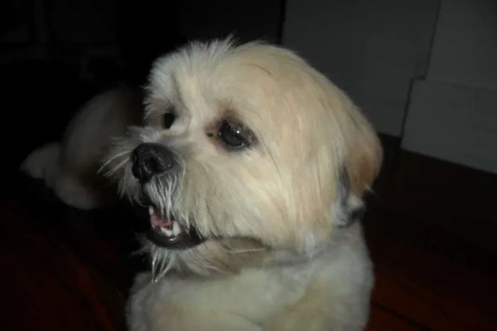 Cachorro ra a Lhasa Apso idade 2 anos nome LÉLO GRATIFICA