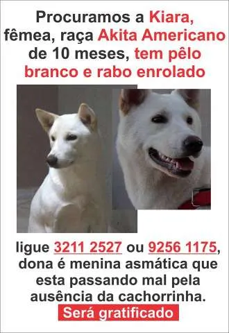 Cachorro ra a akita idade 7 a 11 meses nome kiara