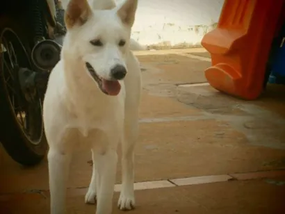 Cachorro raça akita idade 7 a 11 meses nome kiara