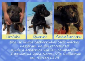 Cachorro raça SRD idade Abaixo de 2 meses nome não tem nome