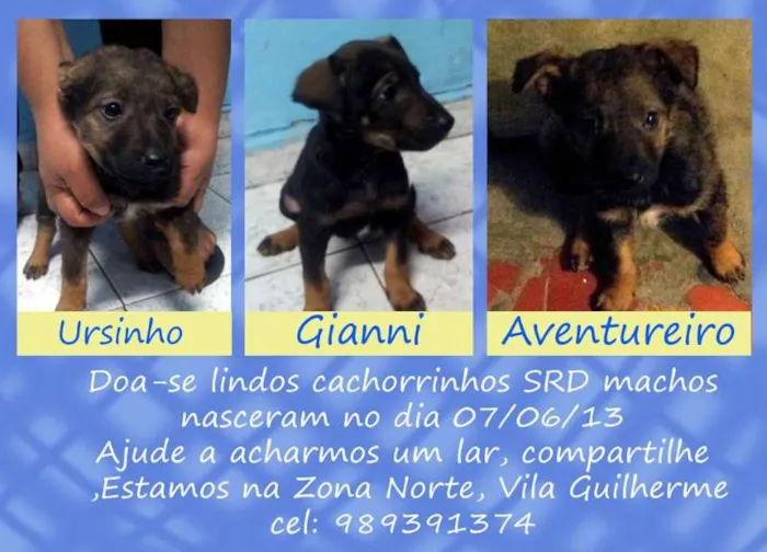 Cachorro ra a SRD idade Abaixo de 2 meses nome não tem nome