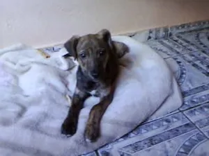 Cachorro raça não tem idade 2 a 6 meses nome não tem