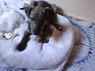Cachorro ra a não tem idade 2 a 6 meses nome não tem