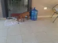 caramelo