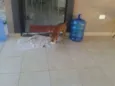 caramelo