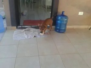 Cachorro raça cotó idade 1 ano nome caramelo