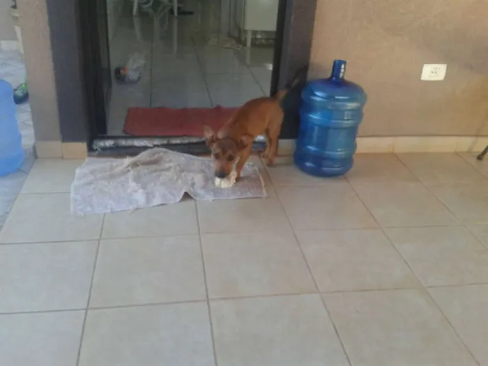 Cachorro ra a cotó idade 1 ano nome caramelo