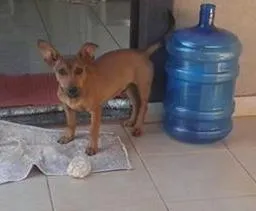 Cachorro ra a cotó idade 1 ano nome caramelo