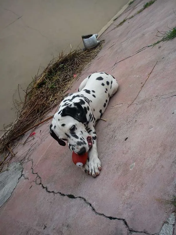 Cachorro ra a Dalmata idade 7 a 11 meses nome Lemmy