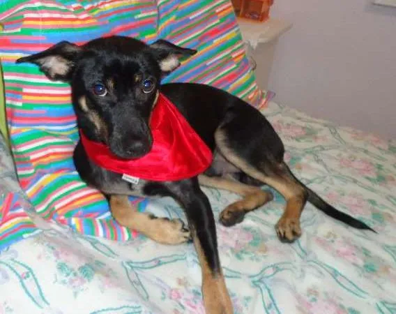 Cachorro raça SRD idade 7 a 11 meses nome Milagre