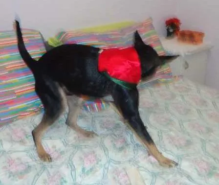 Cachorro raça SRD idade 7 a 11 meses nome Milagre