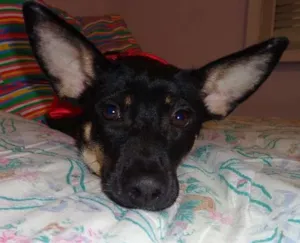 Cachorro raça SRD idade 7 a 11 meses nome Milagre