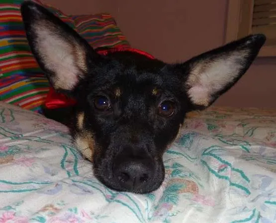 Cachorro raça SRD idade 7 a 11 meses nome Milagre