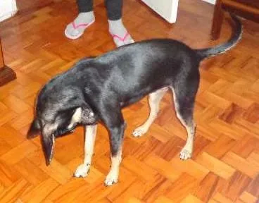 Cachorro raça SRD idade 7 a 11 meses nome Milagre