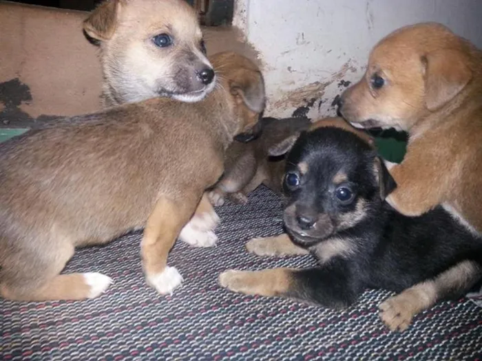 Cachorro ra a SRD idade  nome Lindos Filhotinhos