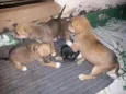 Lindos Filhotinhos