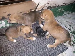 Cachorro ra a SRD idade  nome Lindos Filhotinhos