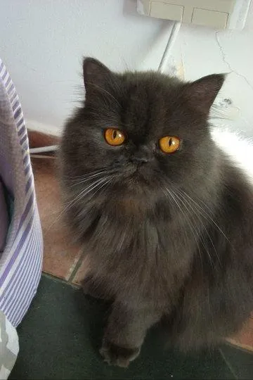 Gato ra a Persa idade 2 anos nome Sissy