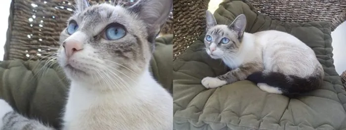 Gato ra a Siamês idade  nome Linda Gatinha