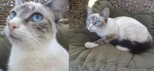Gato raça Siamês idade  nome Linda Gatinha
