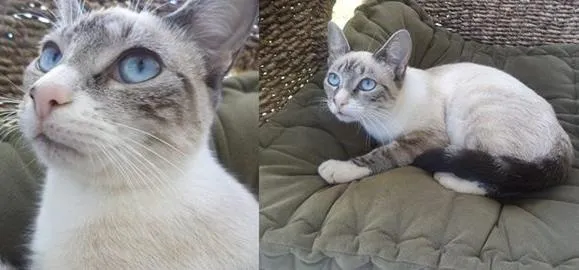 Gato ra a Siamês idade  nome Linda Gatinha