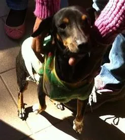 Cachorro ra a SRD idade  nome Neguinho