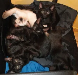 Gato raça SRD idade  nome Vários gatinhos