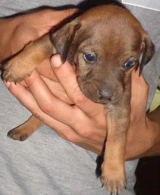Cachorro ra a SRD idade  nome Filhotinho