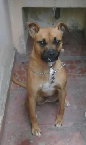 Cachorro raça Boxer idade 1 ano nome Jimmy