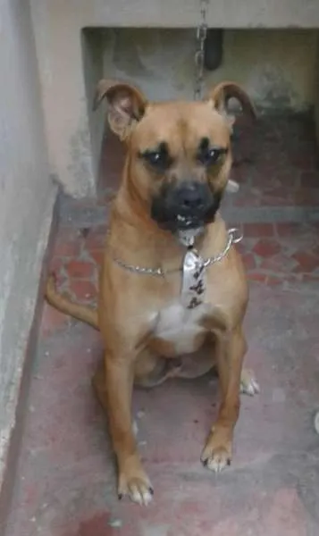 Cachorro raça Boxer idade 1 ano nome Jimmy