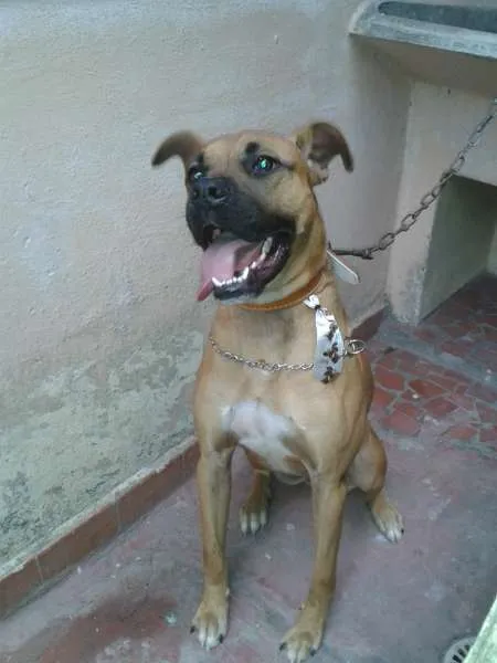 Cachorro raça Boxer idade 1 ano nome Jimmy