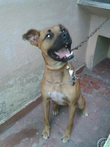 Cachorro raça Boxer idade 1 ano nome Jimmy