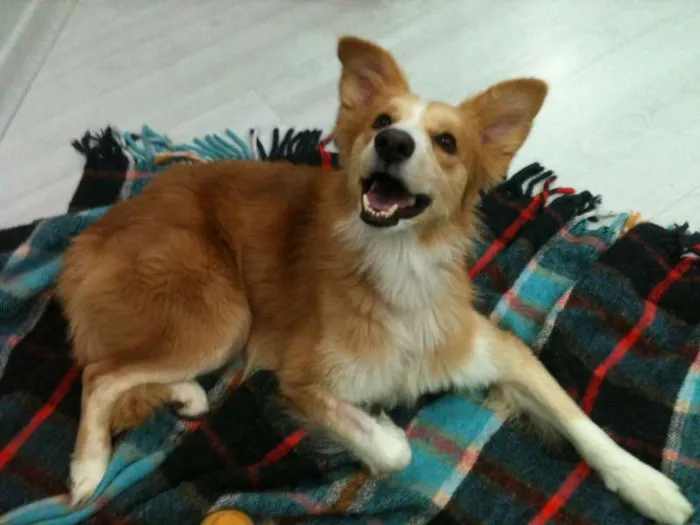 Cachorro ra a SRD idade 5 anos nome Pelúcio