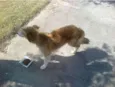 Pelúcio