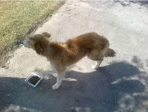 Cachorro raça SRD idade 5 anos nome Pelúcio