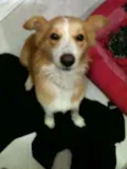 Pelúcio