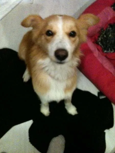 Cachorro ra a SRD idade 5 anos nome Pelúcio